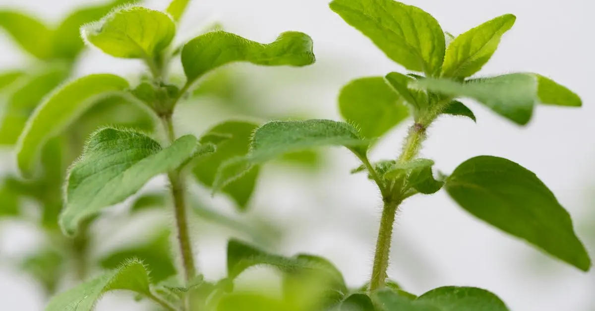 7 Plantes Parfaites Pour Un Jardin Aromatique Épanouissant