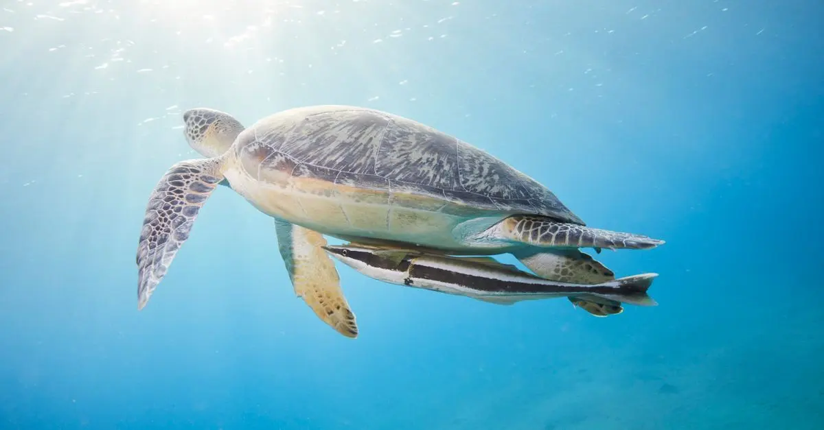 Les espèces de poissons les plus menacées à travers le monde