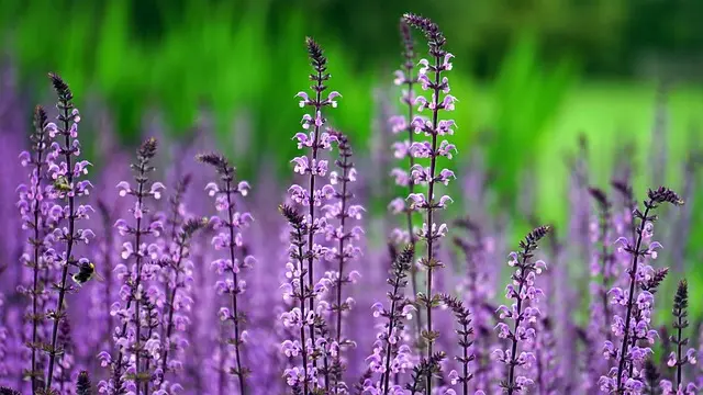 Comment créer un écosystème durable dans votre micro-jardin