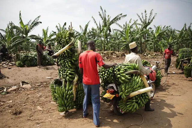 Les Meilleures Variétés de Fruits à Intégrer dans Votre Panier