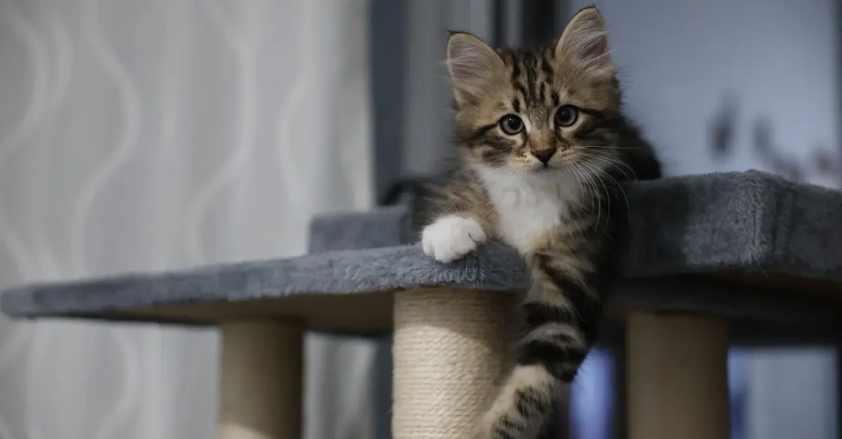 How to Create an Engaging Environment for Your Pet
