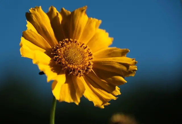 Guía práctica para cultivar un jardín de flores silvestres