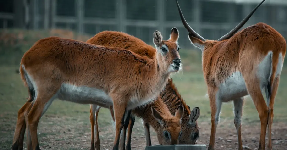 Understanding Animal Behavior: Key Factors That Influence Actions