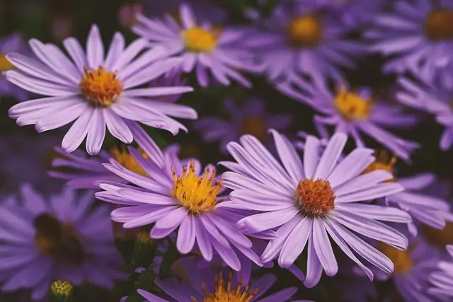 Les 10 meilleures plantes pour attirer les pollinisateurs