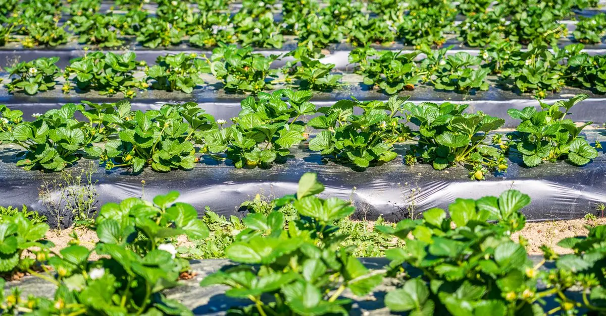Meilleur équipement de paillage agricole