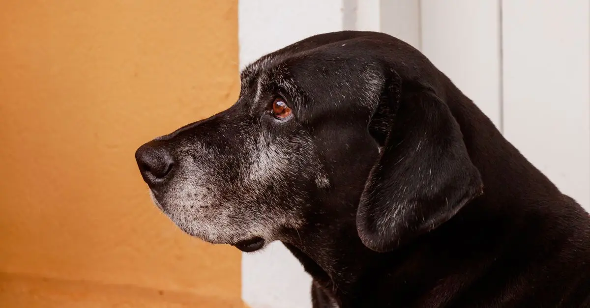 Les tendances 2026 : Meilleures technologies pour animaux seniors