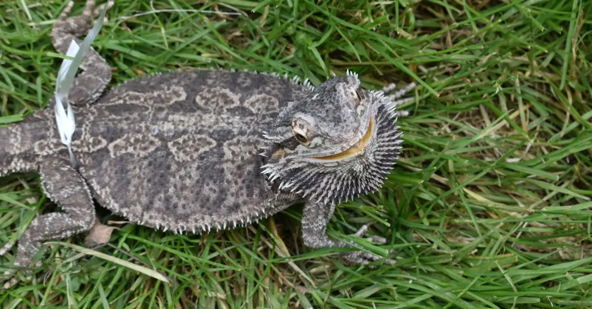 How to Set Up a Safe Habitat for Your Exotic Pets