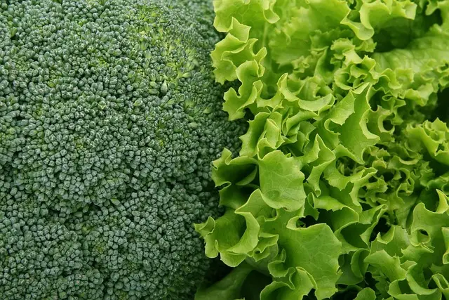 Guide Complet pour Planter des Légumes à Feuilles