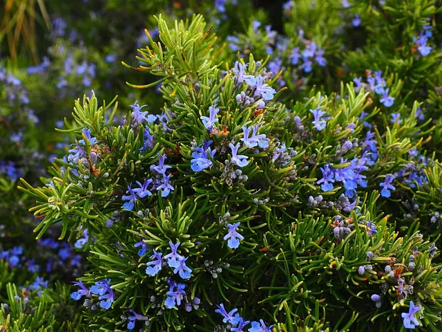 5 Plantes Méditerranéennes Indispensables pour un Jardin Écolo