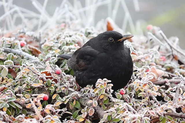 Les 10 meilleures pratiques pour soutenir la faune en hiver