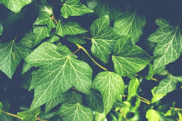 Les erreurs les plus fréquentes en jardinage bio à éviter