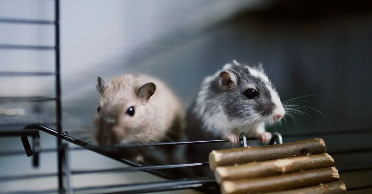 Best Small Pet Cages: Your Complete Buying Guide