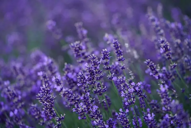10 Piante Resistenti per Il Tuo Giardino Sostenibile