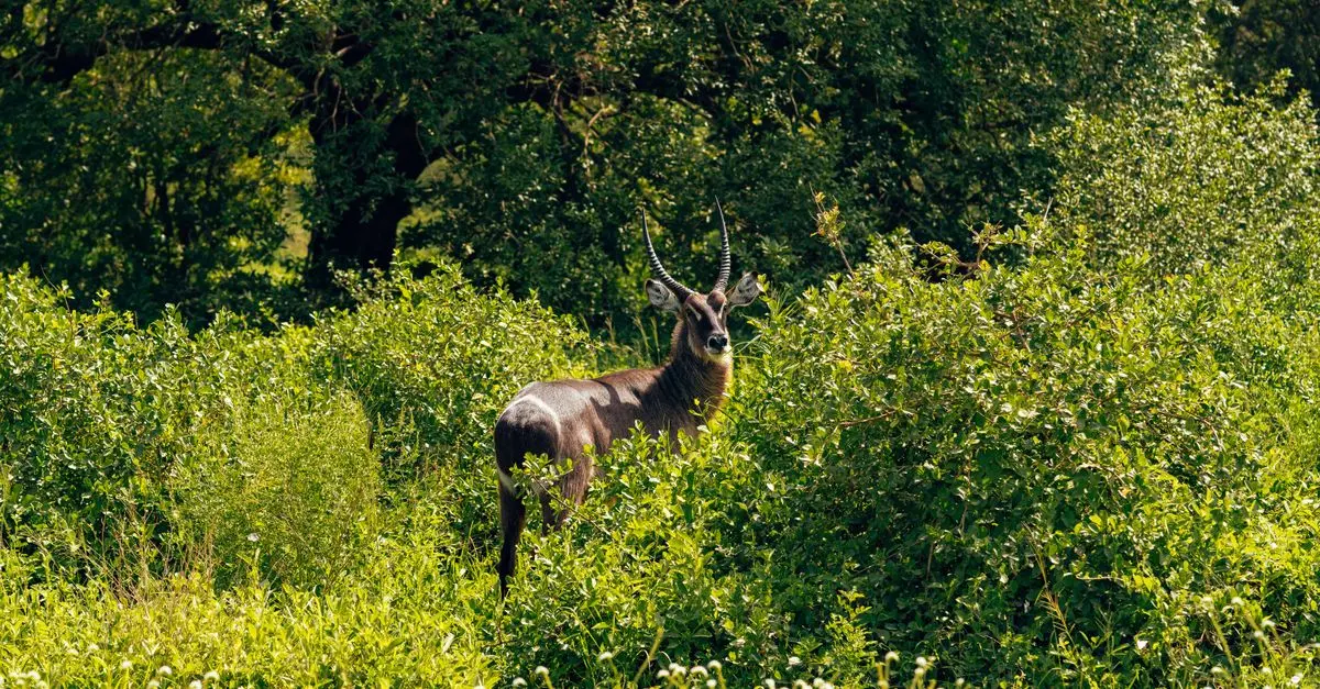 Top 10 des Destinations pour Observer la Faune Sauvage