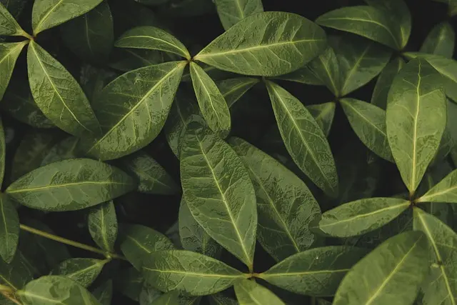 Les Meilleures Plantes Pour Un Jardin Écologique Épanouissant