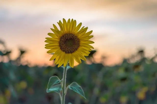 10 consejos para disfrutar del ecoturismo de manera responsable