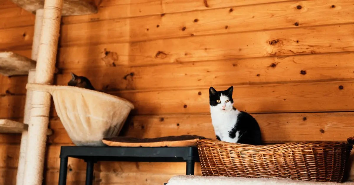 10 Essential Tips for Creating a Pet-Friendly Holiday Home