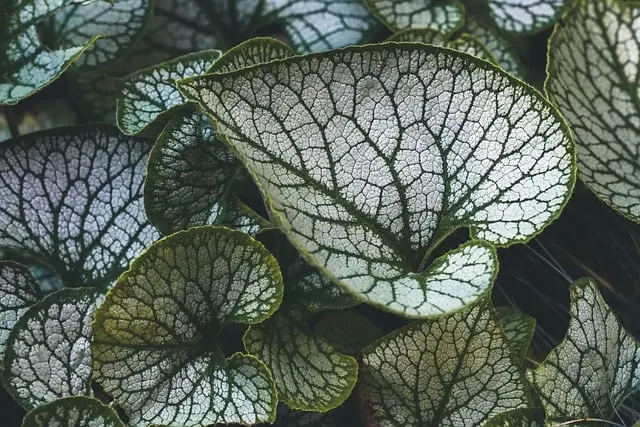 Les 10 Meilleures Pratiques pour Cultiver des Légumes Écologiques