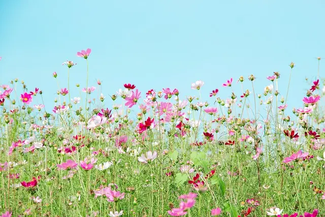 Cómo profundizar en la elección de flores para tu jardín