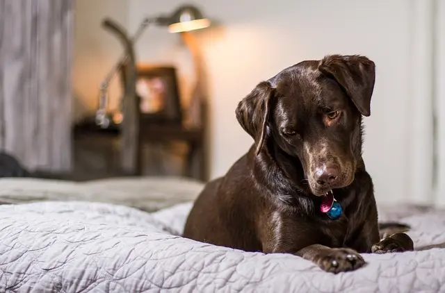 Les meilleures pratiques de soins pour animaux seniors