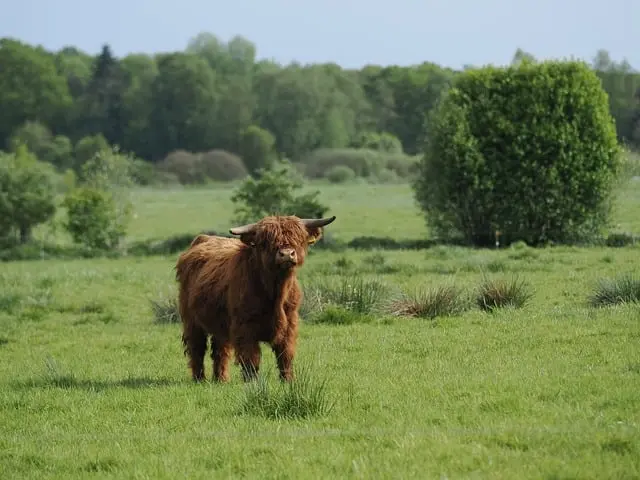 Les remorques agricoles à benne basculante : un choix stratégique