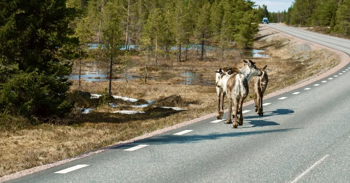 Itinéraires en voiture pour observer la faune