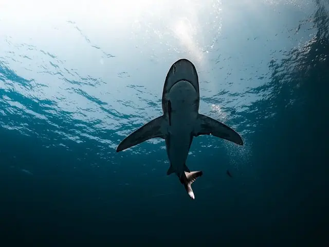 Les espèces de poissons les plus insaisissables à découvrir