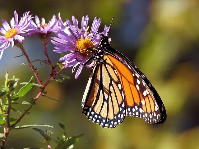 Les Meilleures Plantes Indigènes pour Attirer la Faune