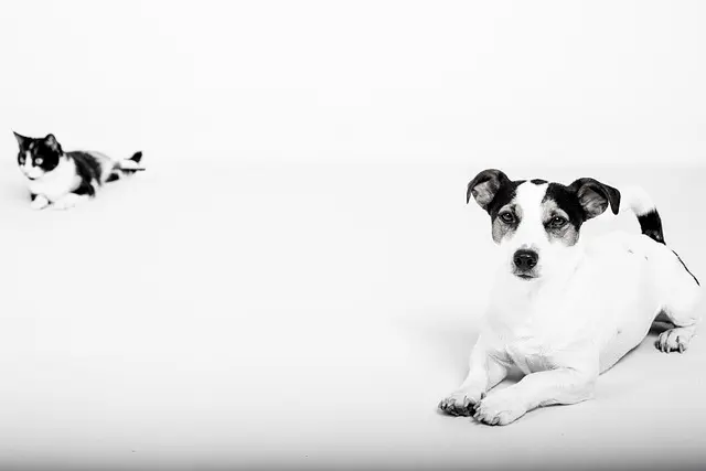 10 Essential Tips for Adopting a Rescue Pet Successfully