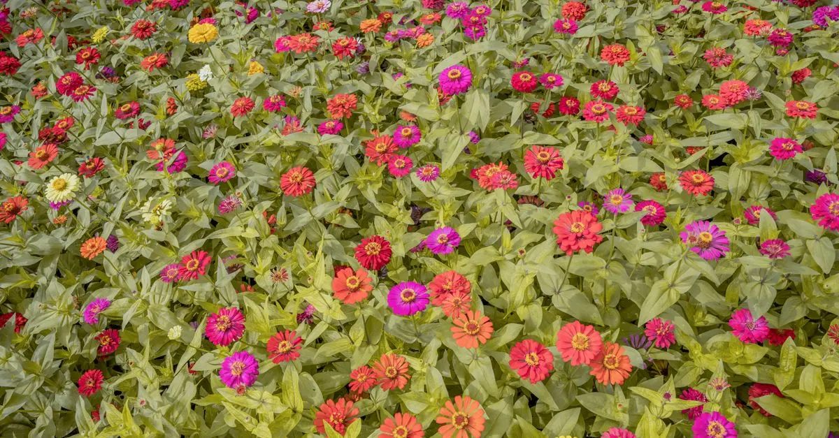 Comment choisir les plantes parfaites pour un jardin en plein soleil