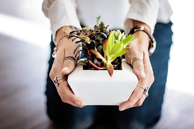 Les Meilleures Astuces pour Cultiver des Légumes en Intérieur