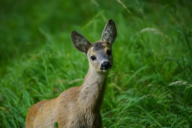 Les erreurs fréquentes à éviter lors de l'observation de la faune