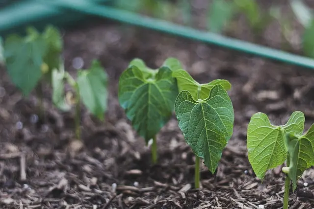 Guide Pratique pour Cultiver des Légumes en Équilibre