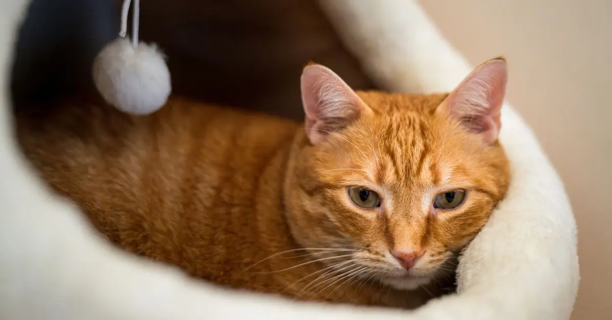 5 conseils pour adapter l'environnement de votre animal âgé