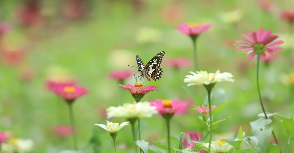 Comment créer un jardin polinisateur à la maison