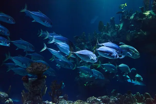 Les espèces de poissons les plus fascinantes du monde à découvrir
