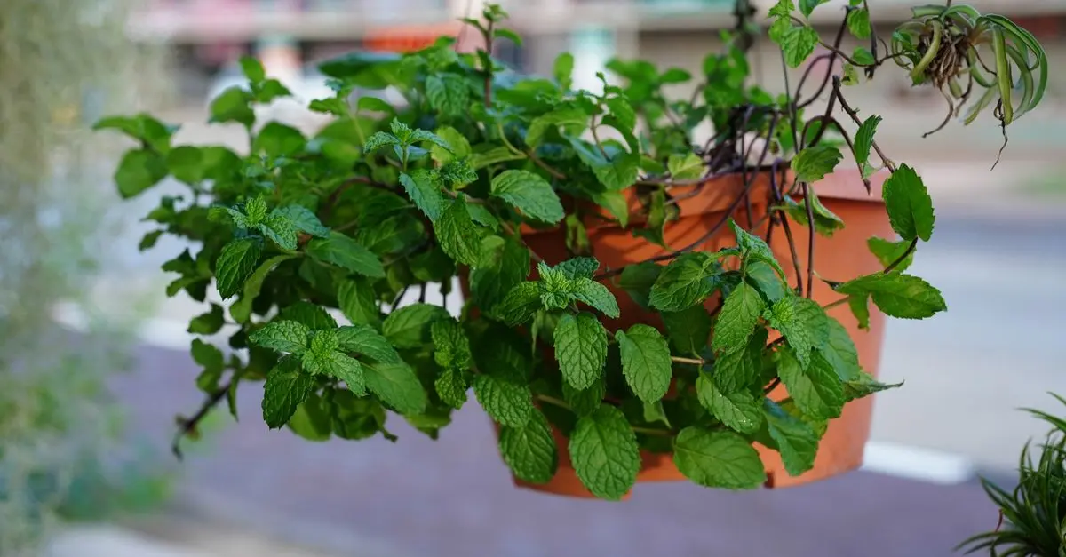 Les Plantes Aromatiques : Cultivez Votre Petite Cuisine Maison