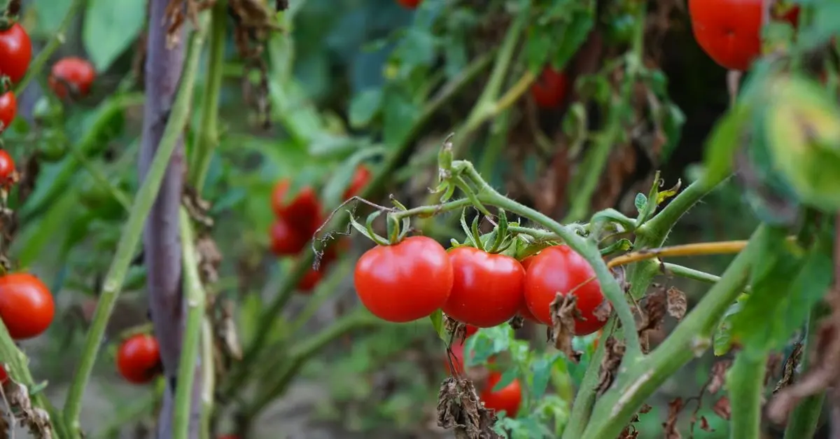 Comment réussir la culture des tomates dans votre jardin