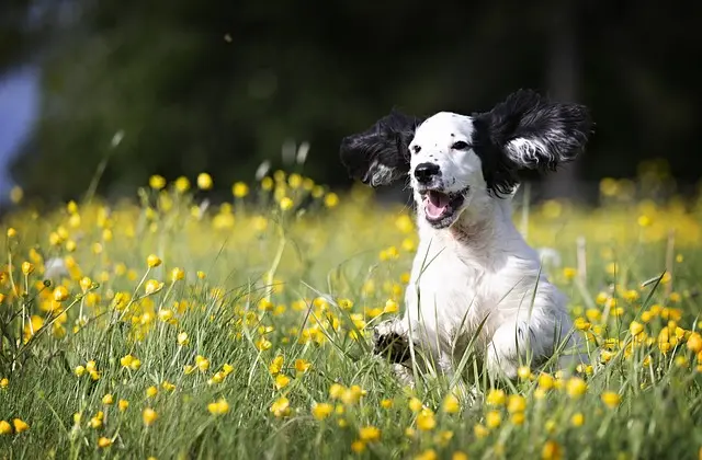 Understanding Animal Emotions: How Pets Feel and React