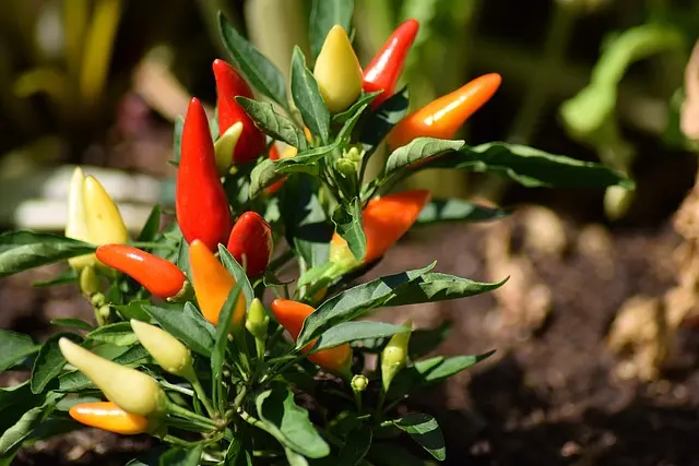 Cómo Crear Hábitos Saludables para una Vida Plena