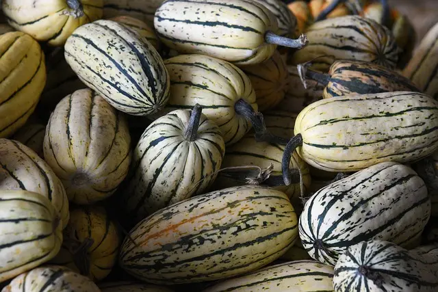 Guide d'achat : Légumes à cultiver sur un balcon