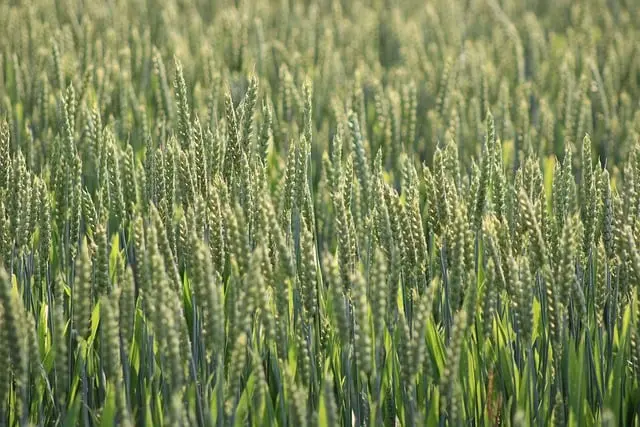 Les outils de ferme essentiels pour l'agriculture durable