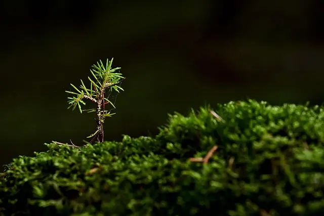 How to Build a Sustainable Influencer Brand