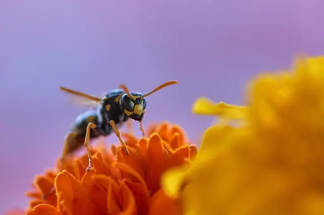 Cómo elegir las mejores plantas para tu jardín: guía completa