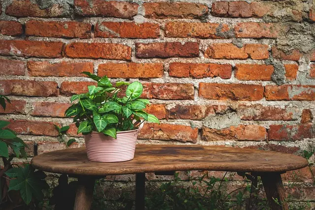 Cómo hacer un jardín de flores silvestres: guía práctica