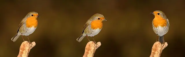 Les meilleures pratiques pour attirer la faune dans votre jardin