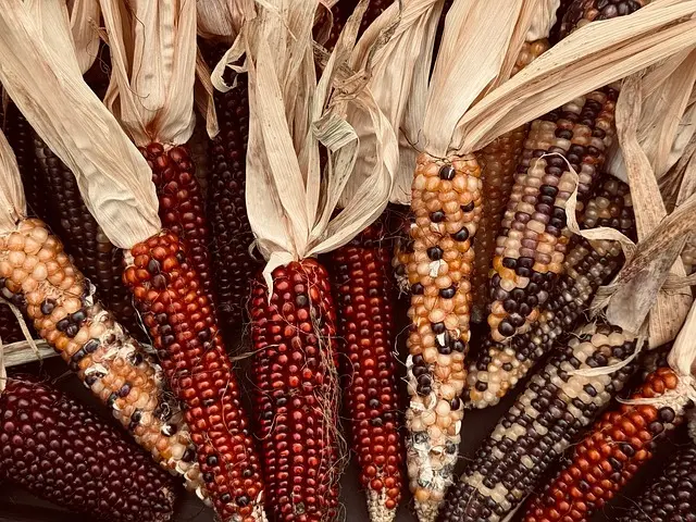 Guide Pratique pour Cultiver des Légumes de Saison