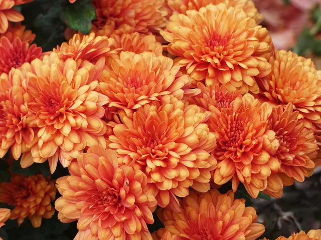 10 Idee Fai Da Te per Rinnovare il Tuo Giardino
