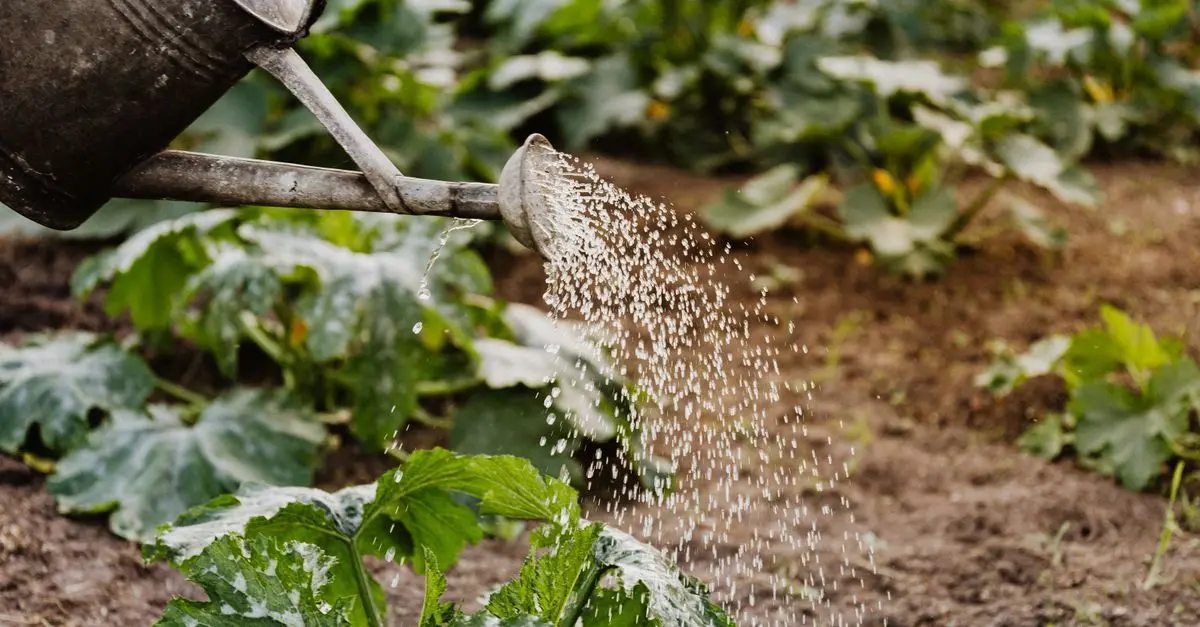 Les meilleures techniques d'irrigation pour votre potager