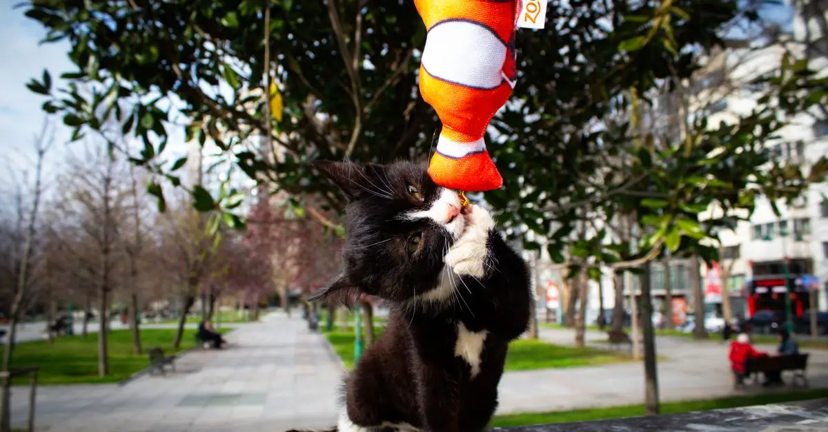 Top 5 Benefits of Creating an Engaging Pet Zone